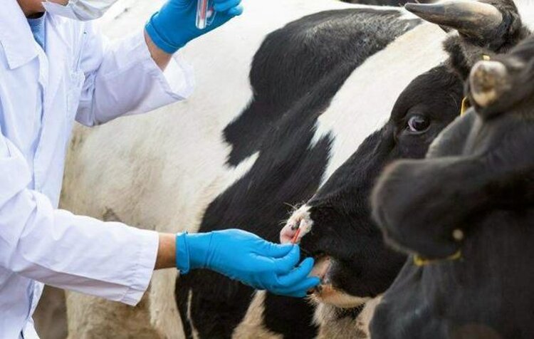 21 заявление о возмещении ущерба по изъятию скота в Новосибирской области зафиксировано на 17 марта