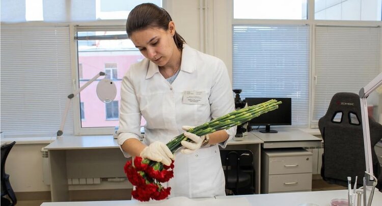 Целая компания карантинных трипсов приехала в китайских срезанных цветах