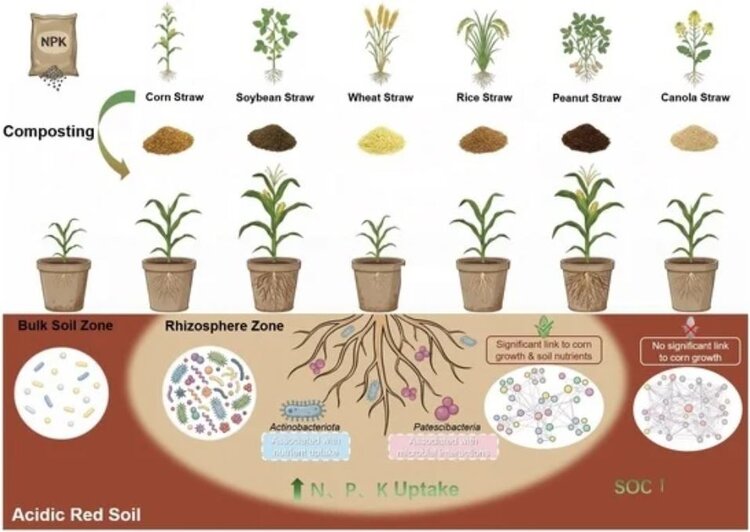 Компостирование соломы пожнивных остатков как способ повысить урожай кукурузы - фото