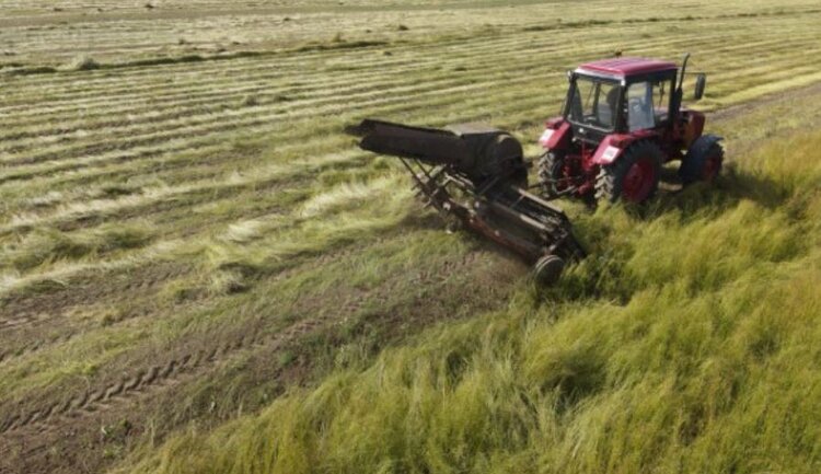 В Ярославской области валовой сбор льноволокна увеличился на 26 процентов