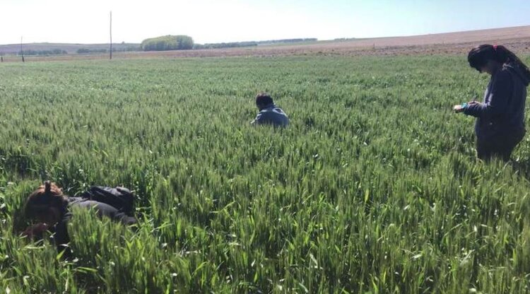 Увеличение доли органического земледелия приводит к оздоровлению почвы и повышению почвенного разнообразия - фото