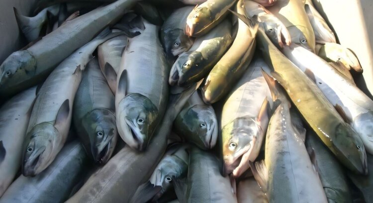 Как изменение климата оставило Японию без кеты - фото