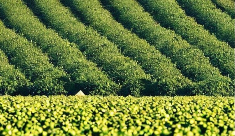 Правительство Канады финансирует компанию по производству органических удобрений из свиного навоза - фото