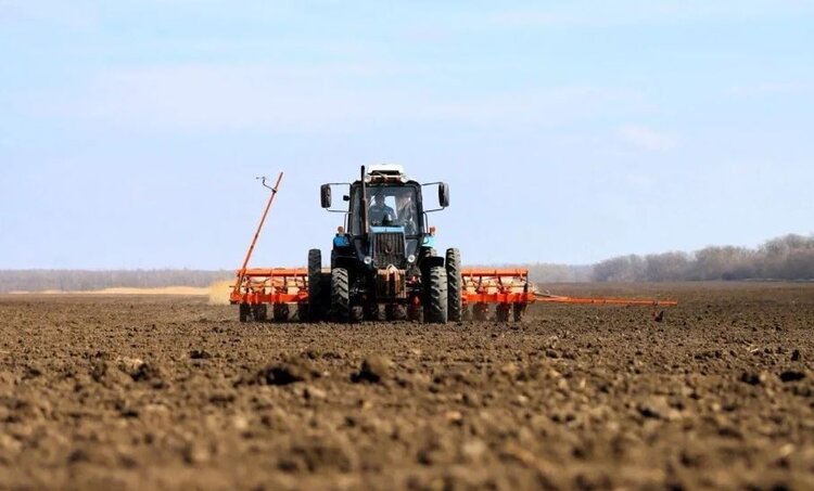 Сахарная свекла в Краснодарском крае в этом году займёт площадь в 225 тысяч гектаров - фото