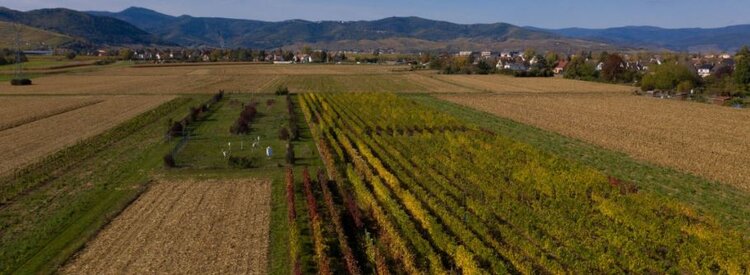 Создается международная база данных по запасам органического углерода в почвах пахотных земель