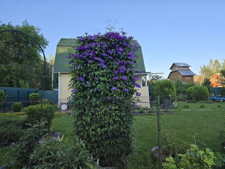 В марте настало время обрезать семь декоративных кустарников - расскажем какие - фото