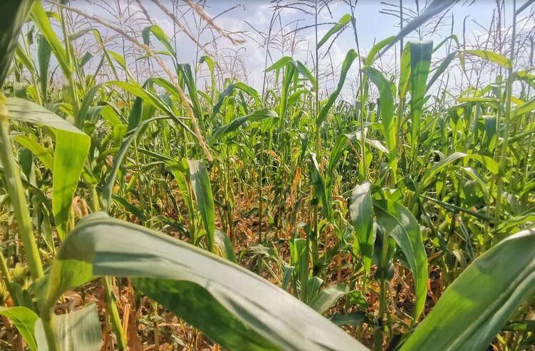Недавно выявленное заболевание кукурузы и сорго может быть ошибочно принято за дефицит железа - фото