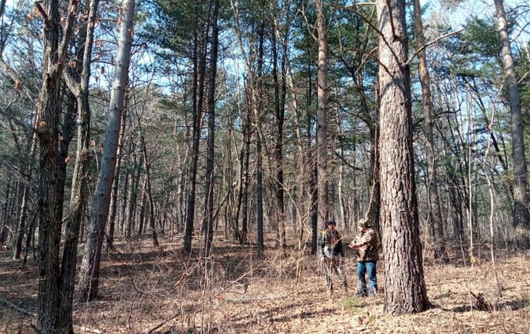 Приморье развивает лесное семеноводство
