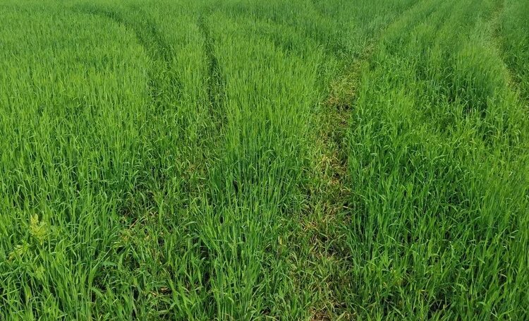 Важно избежать ожога корневых волосков озимой пшеницы - фото