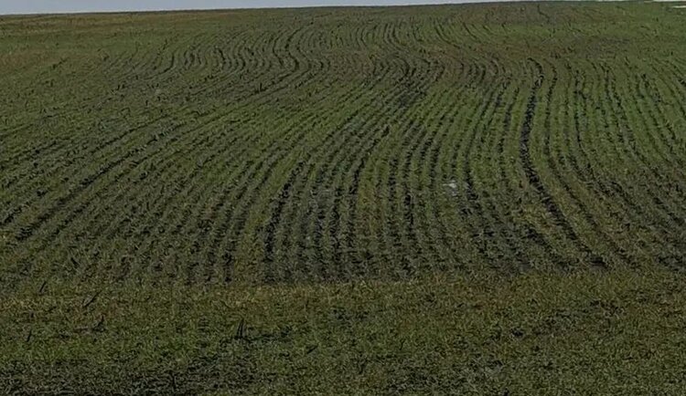 Гибель посевов не наблюдается. В каком состоянии озимые в ДНР - фото
