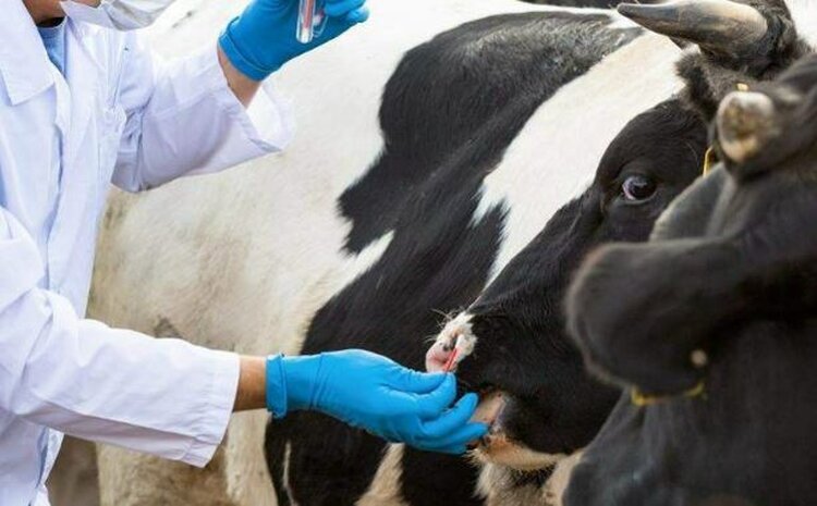 Вспышку пастереллеза в Новосибирском области погасили: сегодня изымают скот в Козихе - фото