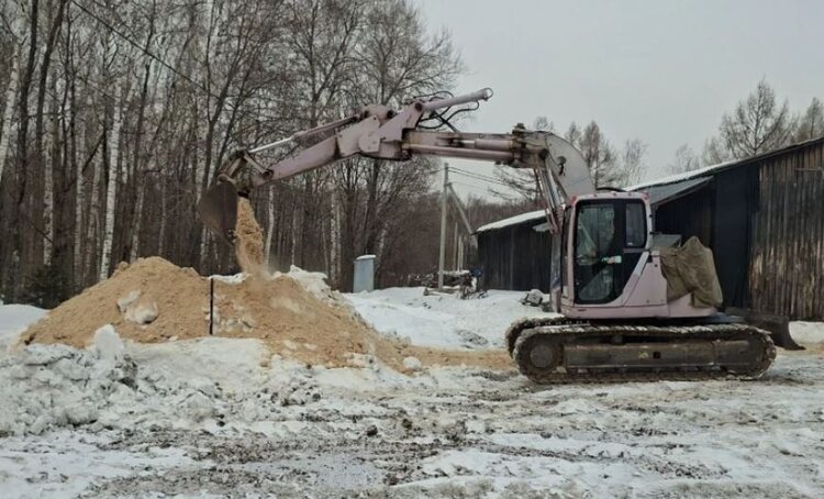Хабаровские специалисты подготовили к посадке тонну семян корейской сосны по особой технологии - фото