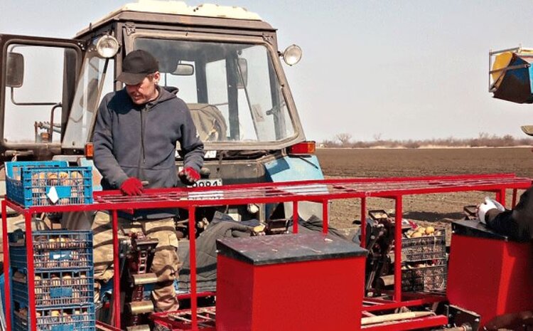 Картофелеводы Приморско-Ахтарского района выбрали для посадки в этом сезоне 2 сорта - фото