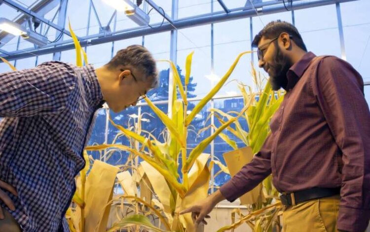 Генетические манипуляции с кукурузными рыльцами направлены на создание сортов для нового рынка - фото