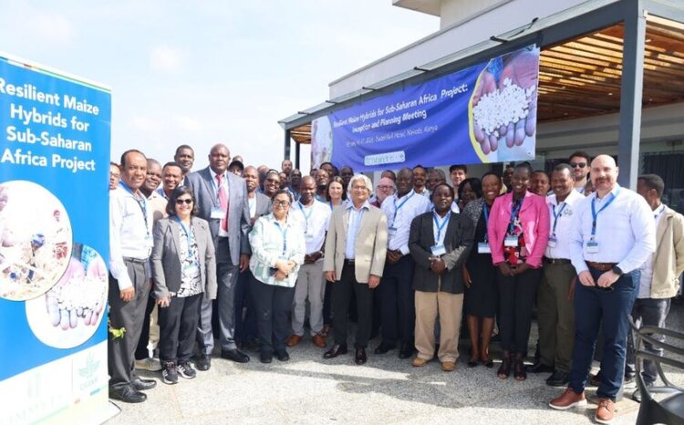 К 2050 году урожайность кукурузы в странах Африки должна удвоиться - фото