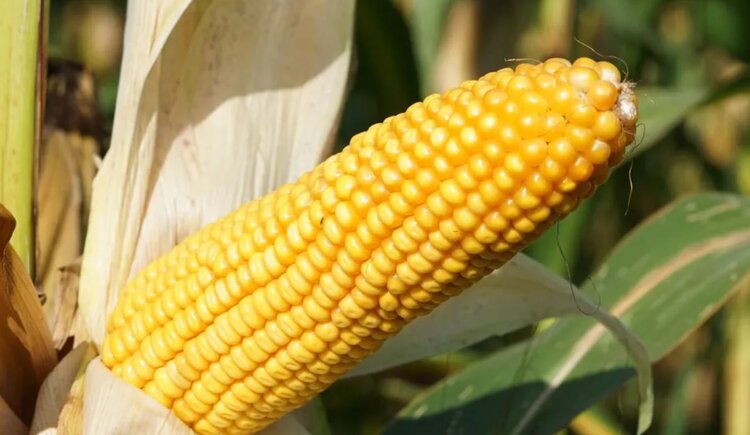 3D-моделирование ускоряет разработку климатоустойчивых сортов кукурузы