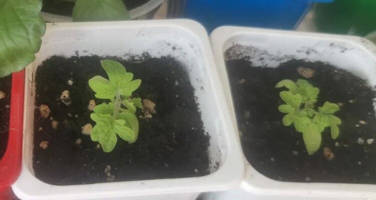 Пикировка томатов и синдром замершей рассады - фото