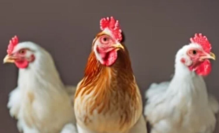 В Подмосковье самым популярным мясом является птица