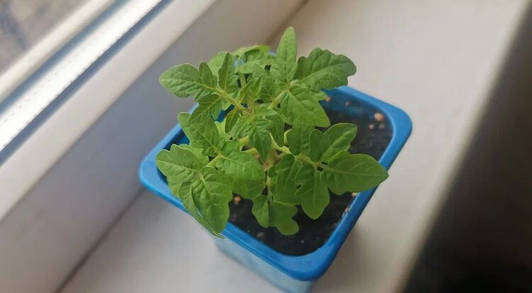 10 самых частых ошибок при пикировке рассады томатов - фото