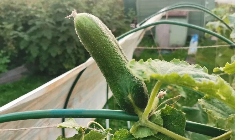 Популярные сорта огурцов 2026: выбираем для теплиц и открытого грунта  - фото