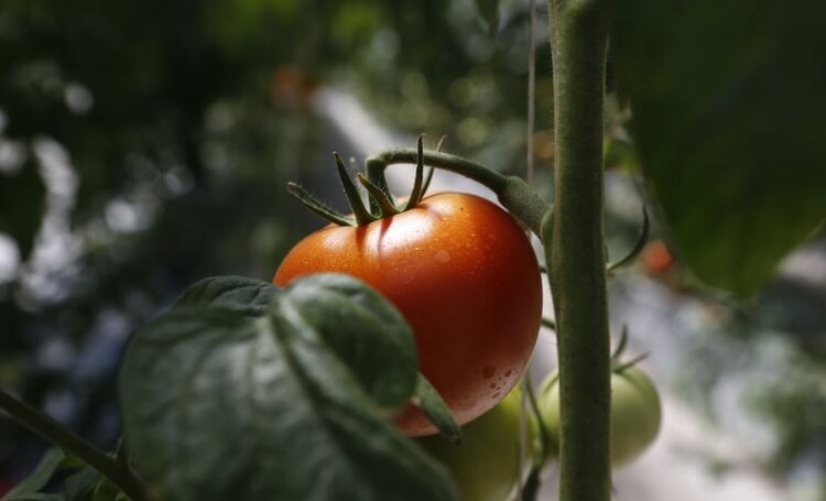 С начала 2026 года урожай кубанских тепличных овощей перевалил за 7 тысяч тонн - фото