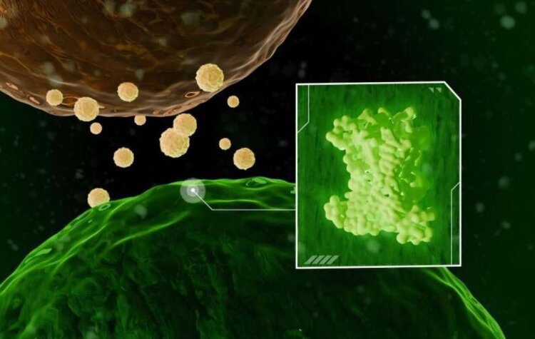 Биосенсор позволяет обнаруживать грибные инфекции на ранних стадиях и способствует развитию биотехнологий растений - фото