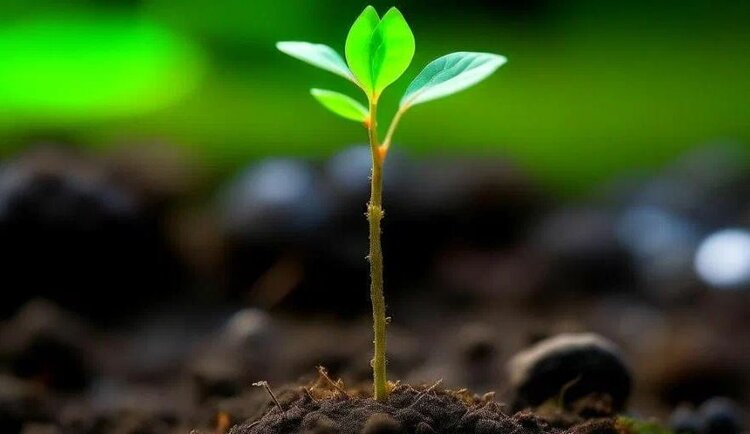 Площадь органических земель в Испании по итогам 2025 года поставила рекорд - фото