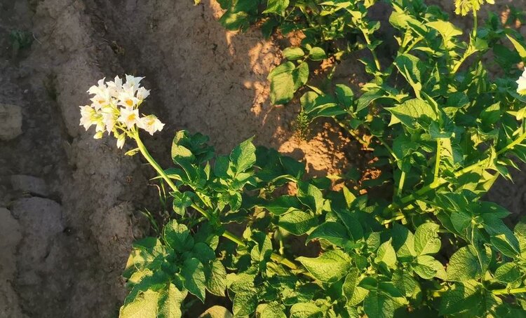 Новые подходы и технологии обсудили на 53-й сессии по разработке стандарта на семенной картофель в Женеве - фото