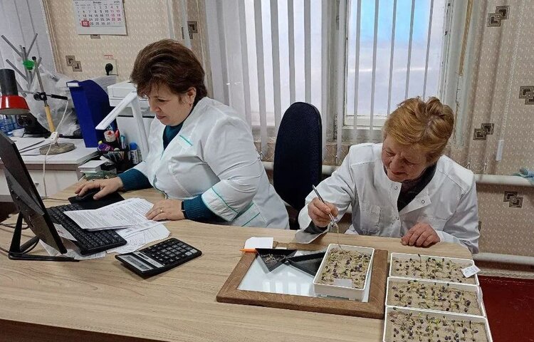 В ДНР посчитали, сколько нужно семян для ярового сева - фото