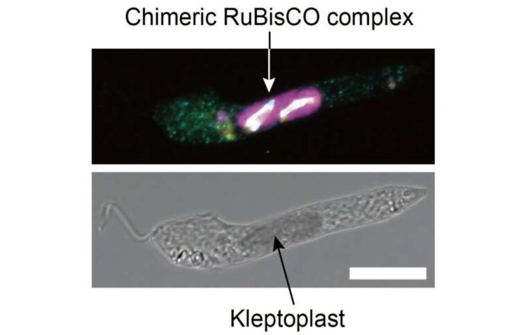 Украденные хлоропласты дают ключ к пониманию происхождения растительных клеток - фото