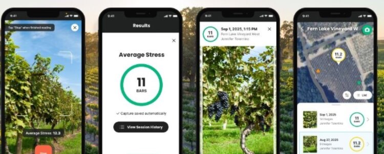 Технология на основе ИИ измеряет водный стресс виноградника с помощью одного снимка - фото