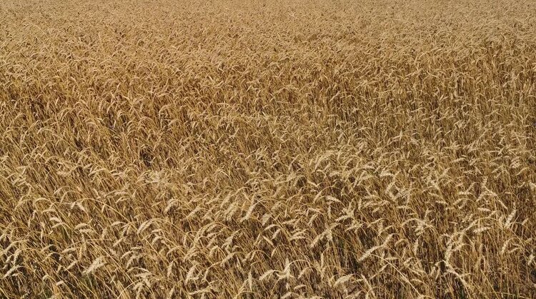 Увеличение производства пшеницы в Египте приведет к снижению импорта - фото