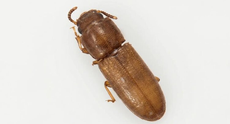 Импортная рисовая крупа иногда приходит с вредителями в нагрузку - фото