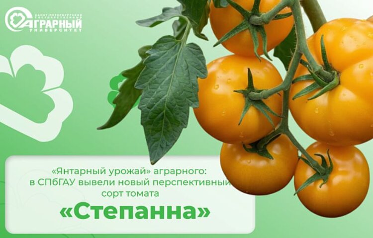 В СПбГАУ создали новый устойчивый сорт томата под названием «Степанна» - фото