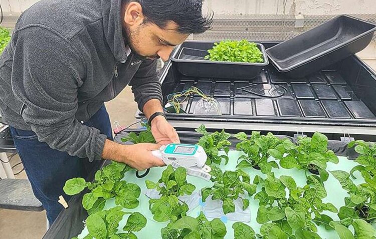 Недорогие газовые датчики на основе ЛОС и ИИ предупредят фермеров о засолении почвы - фото