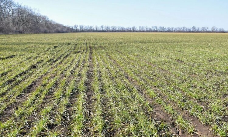 Все в плюсе. В Херсонской области оценили состояние озимых - фото