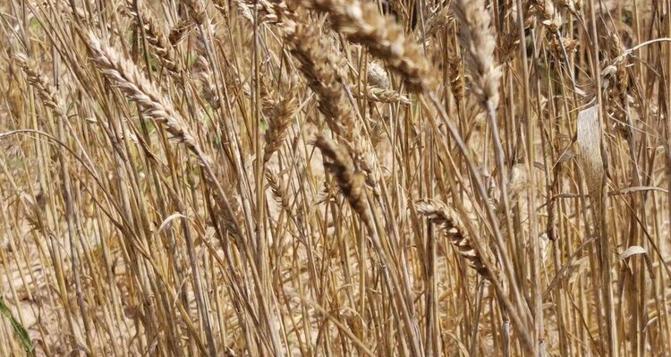 Вспышку болезни пшеницы в Эфиопии вызвал новый вид грибов рода Fusarium - фото