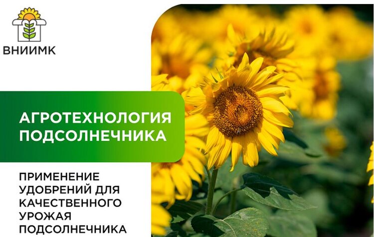 Какие удобрения вносить удобрения под подсолнечник и когда - фото