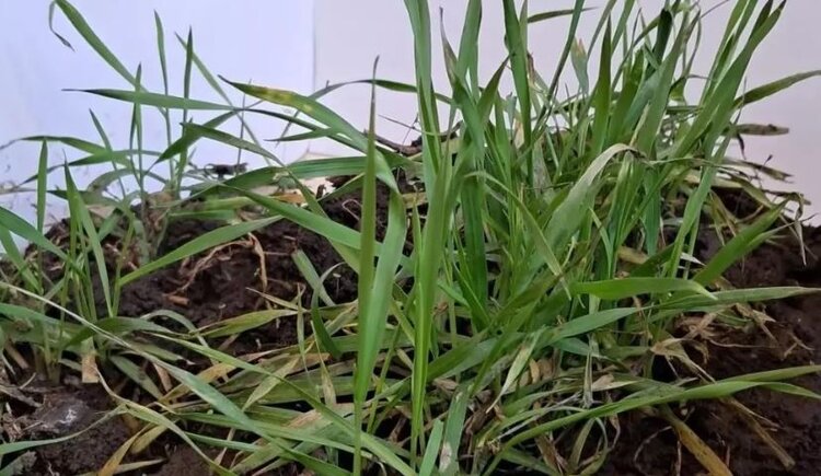 У Башкортостана есть все предпосылки собрать богатый урожай озимых зерновых 2026