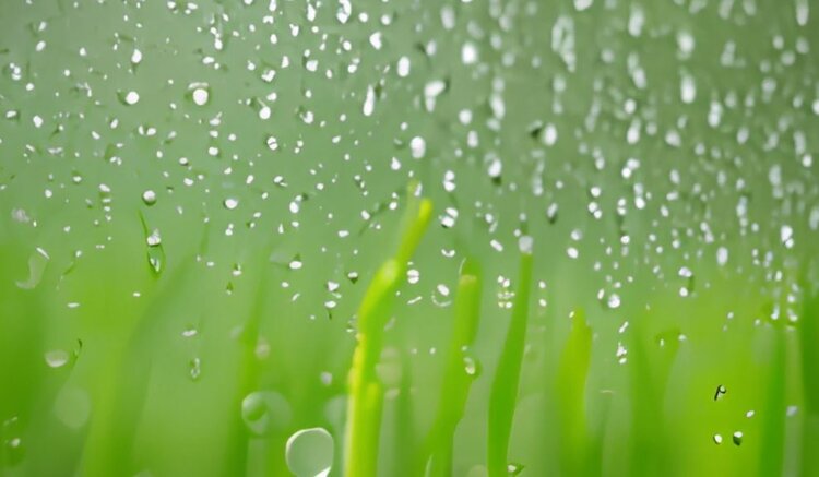 Тонна зерна — это 1000 тонн воды: эксперт ЦОК АПК о том, зачем Кубани закон об искусственных осадках