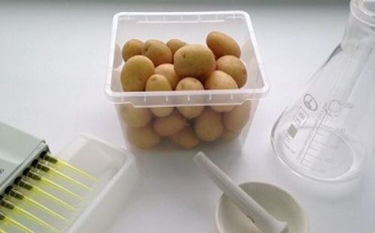 Сухая гниль чаще всего выявлялась в приморском семенном картофеле на хранении  - фото