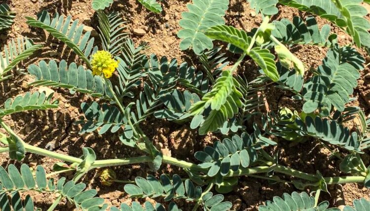 Создание естественно селеновых культур началось с изучения дикой мимозы