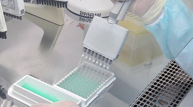 В Брянской лаборатории ФГБУ «ВНИИЗЖ» оценили эффективность вакцинации птиц