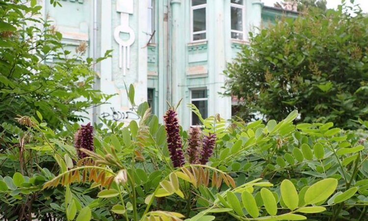 Учёные НИУ «БелГУ» представили список инвазивных растений для региона