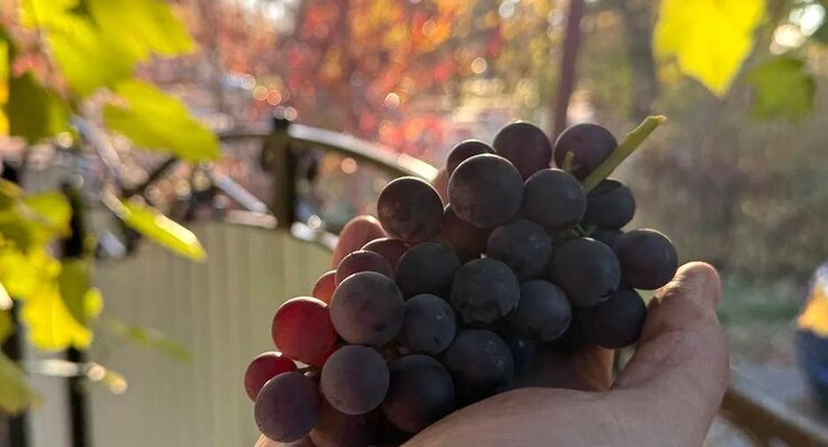 Виноградарство в условиях засухи обсудили на семинаре «Актуальные технологии производства винограда»