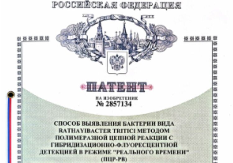 ВНИИКР получил патент на изобретение способа идентификации возбудителя желтого слизистого бактериоза пшеницы