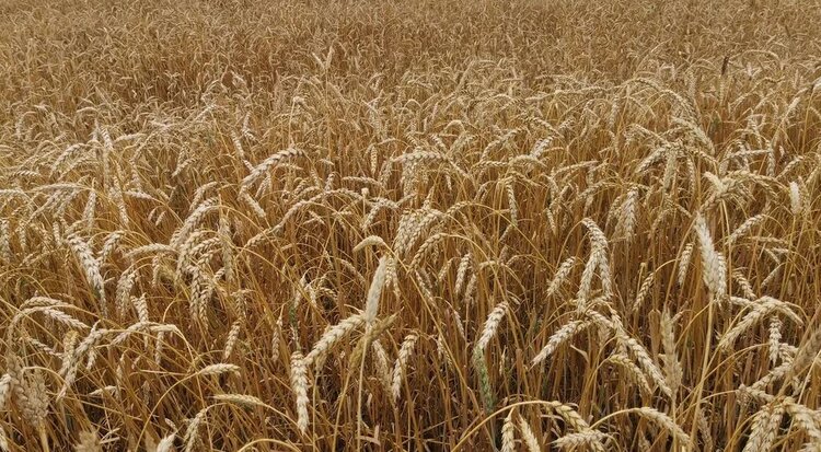 В Челябинской области установлен ориентир на урожай зерна 2026