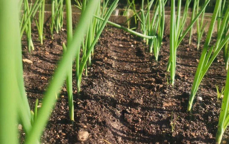 Когда сажать лук севком - фото