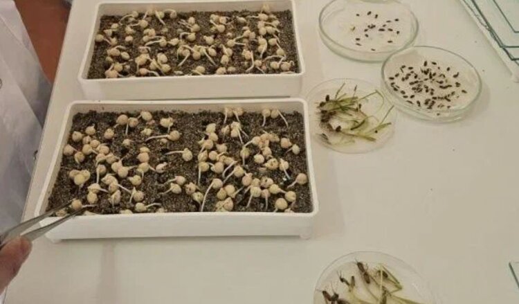 Насколько аграрии Херсонской области обеспечены семенами к яровому севу 2026