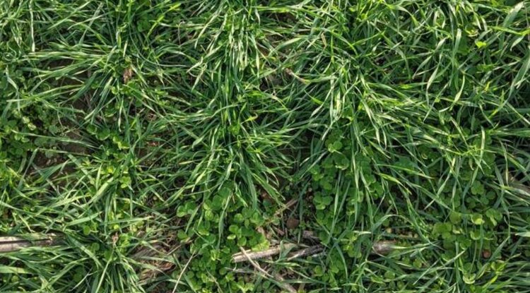 Покровные культуры улучшают почву соевого поля лучше беспахотного земледелия - фото